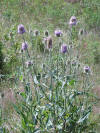 Dipsacus fullonum