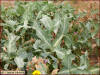 Eryngium ilicifolium lam